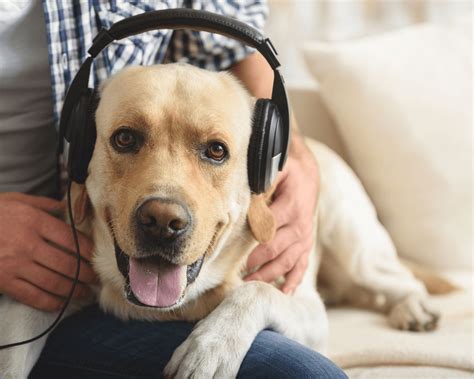 Can Dogs Like Music? An Insightful Exploration into the Feline World of Canine Musical Preferences