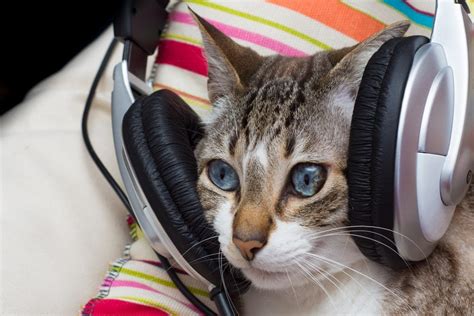 Do Cats Enjoy Music? And Can They Tell If It's Jazz or Classical?